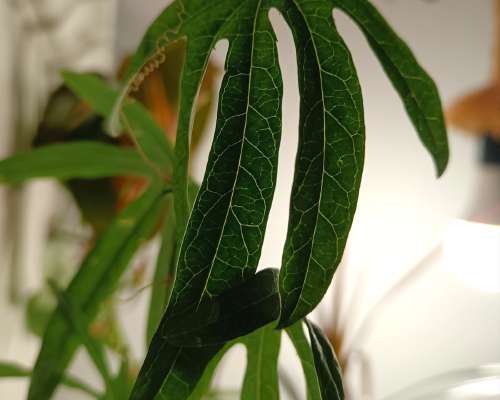 Esittelyssä kärsimyskukka (Passiflora caerulea)