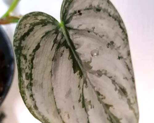 Esittelyssä Philodendron brandtianum