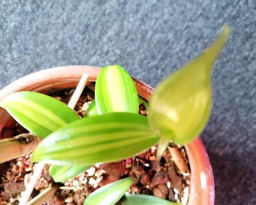 Esittelyssä vanilja- orkidea variegata