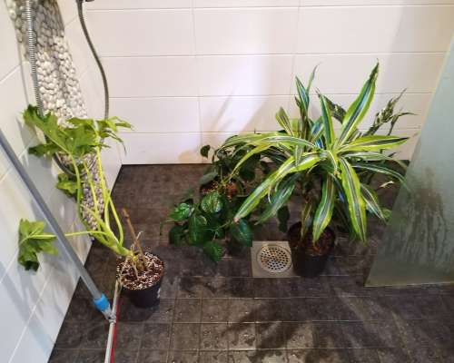 Kasvit pääsivät vihdoin suihkuun