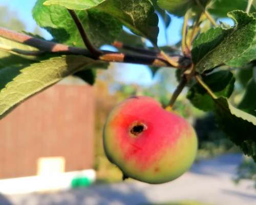 Kirvojen häätö omenapuusta
