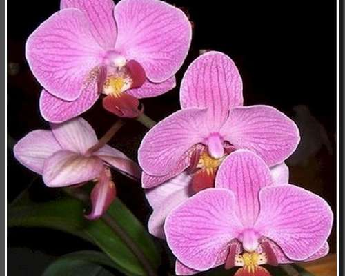 Orkidean lumoa
