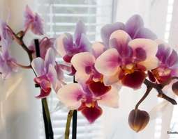 Herkkä orkidea tuo kauneutta kotiin - ja hoit...