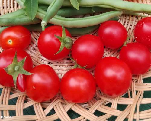 Miksi kaupan tomaateista ei kannata kerätä si...
