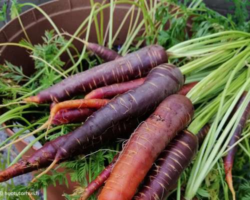 Porkkanan kasvatus ruukussa