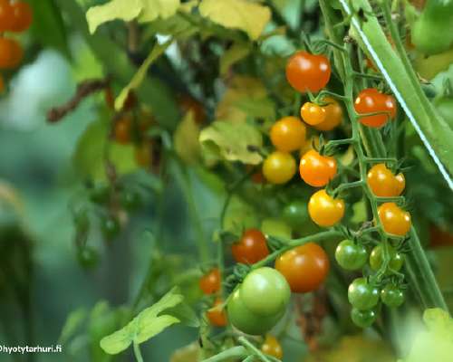 Tomaatin kasvatus - 10 vinkkiä