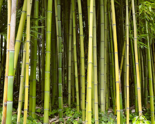Bambu ei ole niin ekologinen valinta kuin kuv...