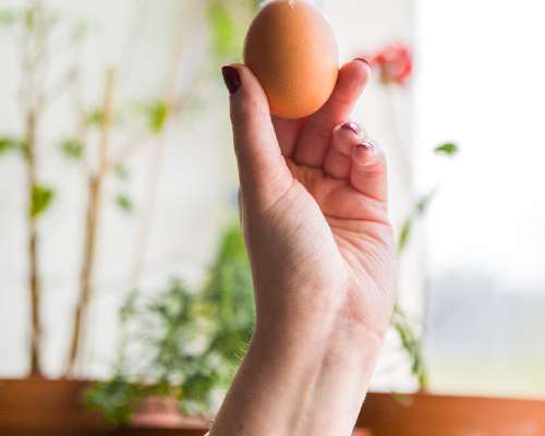 Eettistä kananmunaa etsimässä – Miksi luomuka...