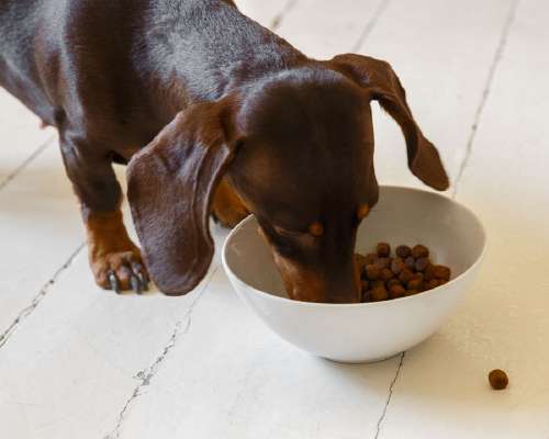 Ekologinen koiranruoka – Vertailussa 4 brändiä