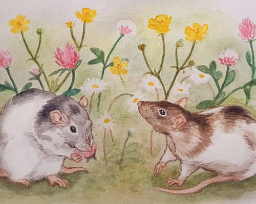 Rottia ja kukkia