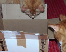 Kissat ja laatikko sekä voimauttava jauhe exp...