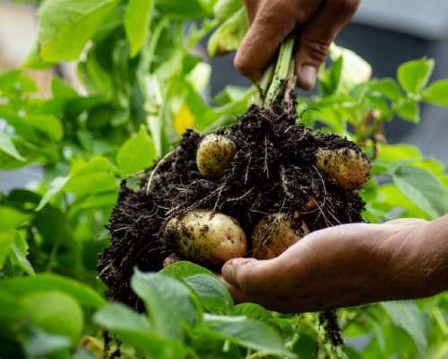 Kattoperunat – kuinka kasvattaa perunoita par...