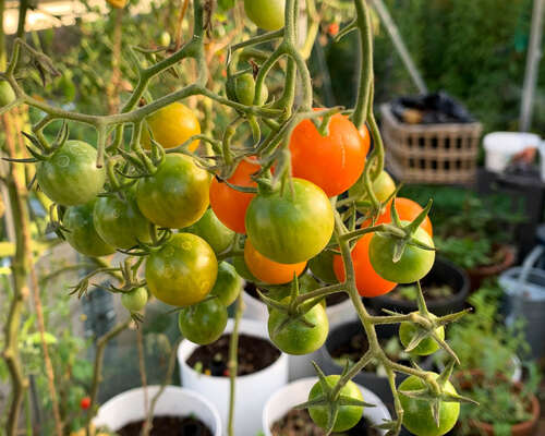 Kauden viimeiset tomaatit ja kurkut – kasvihu...