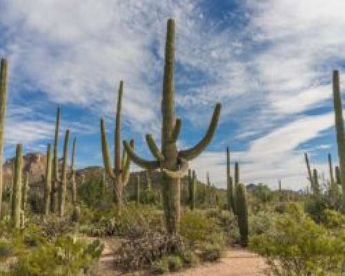Arizonassa: Saguaron kansallispuisto