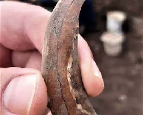 Wild boar tusks and clay pipes. Excavating Ko...