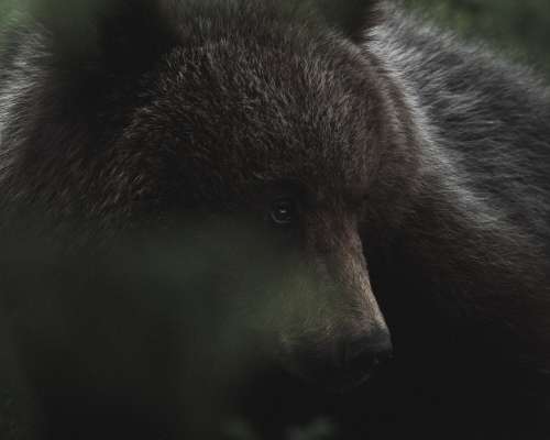 Bear watching and photographing in Finland