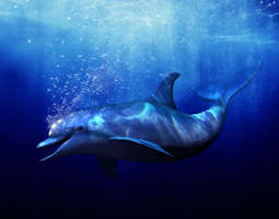 Vanhoja muistellen: Ecco the Dolphin polski D...