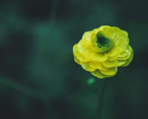Kukkakuvia zoom- ja makrolinsseillä