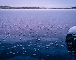 Kuurankukkia jäällä