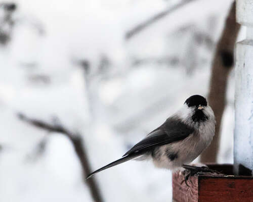 Lintujen talviruokinta: valokuvaus ja pihabongaus