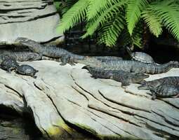 Floridan alligaattorit
