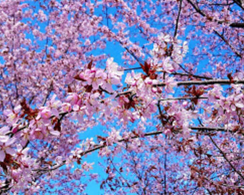 Hanami - kirsikkapuun kukkien katselun aika