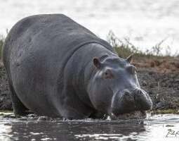 Kuuden päivän Botswanan safari