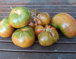Berkeley Tie-Dye Heart - suuri multicolor tomaatti