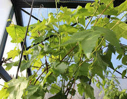 Viiniköynnökset kukoistavat kasvihuoneessa