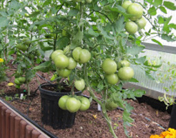 Tomaattien hoito