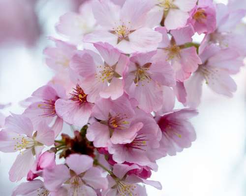 Kevät kukkasia - Sarah Duke Gardens - Osa 1