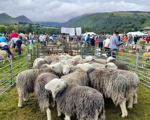 Kirjoja Lake Districtistä plus rutosti lampaita