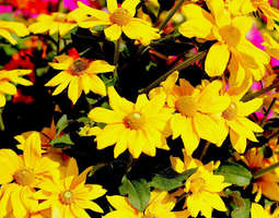 Kesätunnelmaa keltaisten kukkien keskeltä