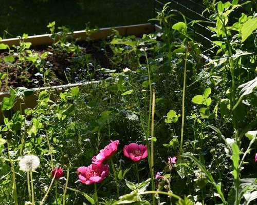 Monimuotoinen puutarha auttaa puutarhuria ja ...