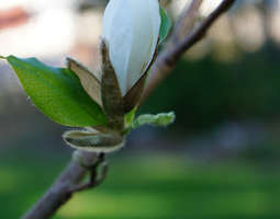 Kohta kukkii magnolia!!!