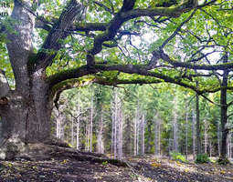 Vanhat puut