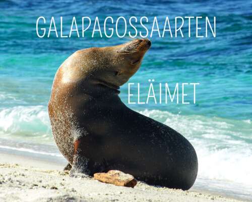 Galapagossaarten upeat eläinkohtaamiset – muk...