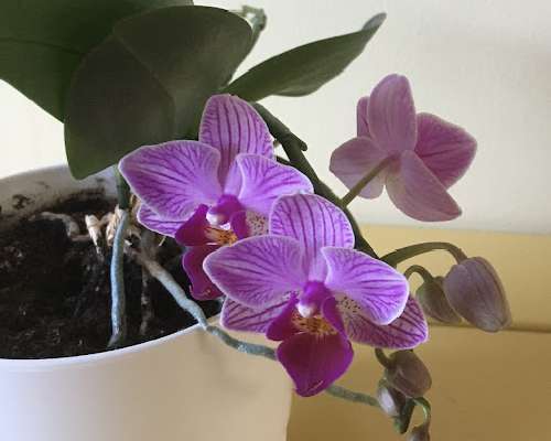 Pieni orkidea yllätti