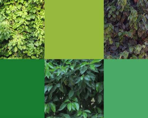 Saako vihreä väri luovuuden kukkimaan?