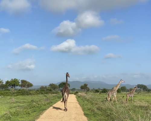 Safarikokemus Mikumin kansallispuistossa Tans...