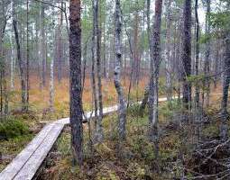 Suomen kansallispuistot – Torronsuo