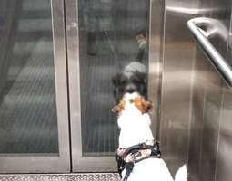 Koira hississä