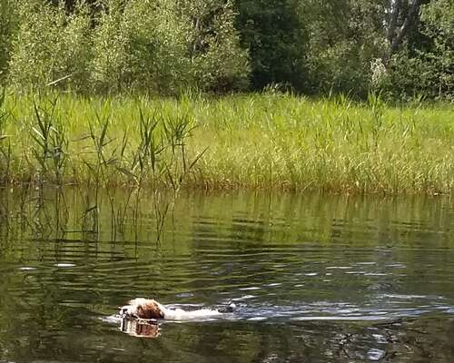 Koiran kera uiminen