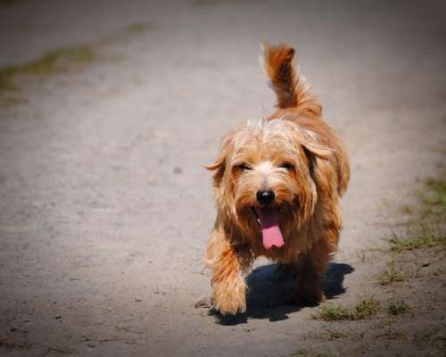 Koiran viilennys helteellä – 10 vinkkiä