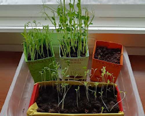 Vihreää ikkunalle! Salaattia kasvamaan!