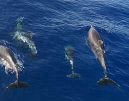 Vapaaehtoistyö delfiinien ja valaiden parissa...