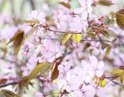 Kirsikankukkia ja kesäasu