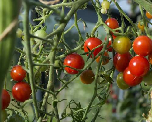 Kasvatettavat tomaatit 2024