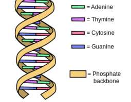 Finding Bible verses in DNA
