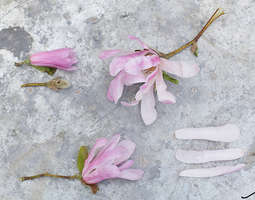 Huikea magnolia